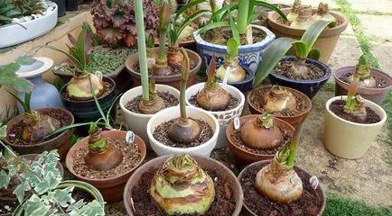 Защо не Amaryllis цъфтеж