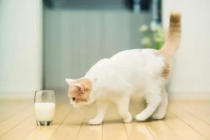 Млякото за котки Млякото за котки