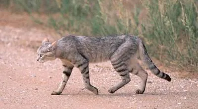 котка създаден
