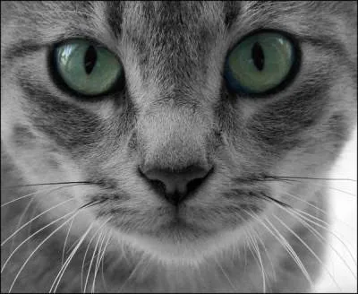 котка създаден