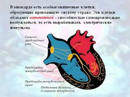 Какво е пролапси