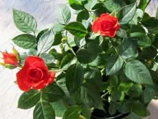 Породите Rose