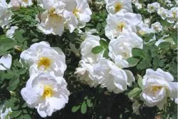 Породите Rose