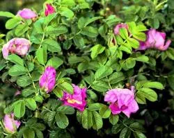 Породите Rose