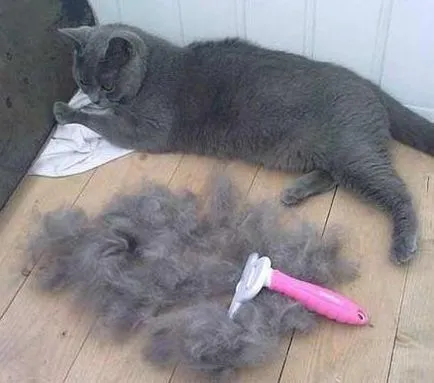 котка гребен