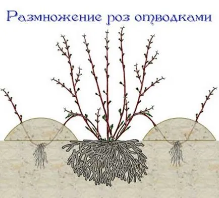 Породите Rose