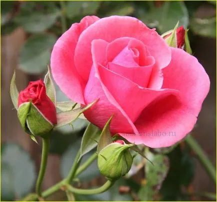 Породите Rose