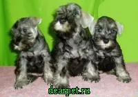 Pedigree куче какво е