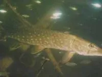 Какво да улови акула