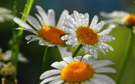 Градински цветя от лайка