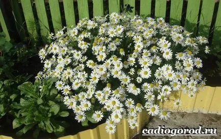 Градински цветя от лайка