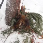 Как да се поставят капани