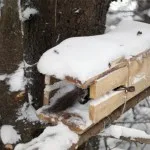Как да се поставят капани