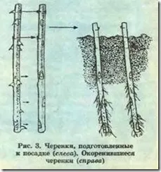 Породите Rose