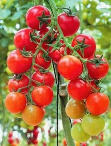 Най-вкусна сорт домати Най-вкусна сорт домати