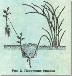 Породите Rose