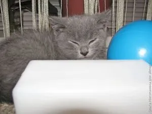 Тя зашити котка