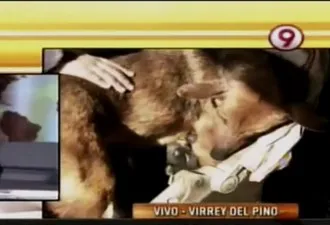 Тези смешни котки