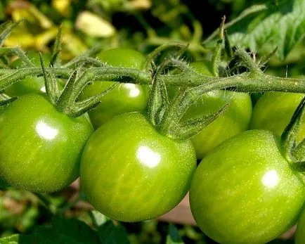 Най-вкусна сорт домати