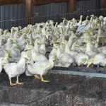 Как да продадем зайци