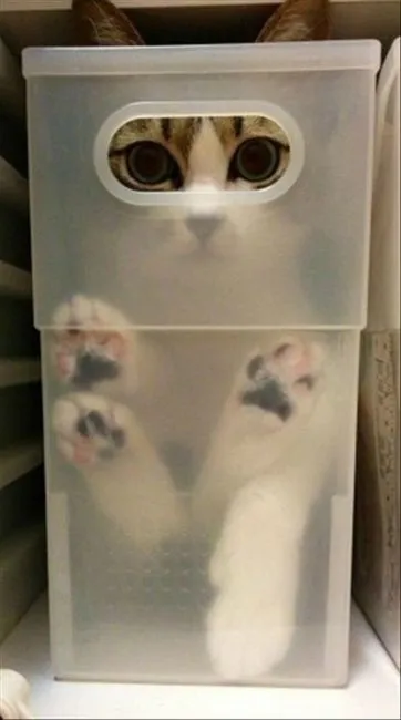Тези смешни котки