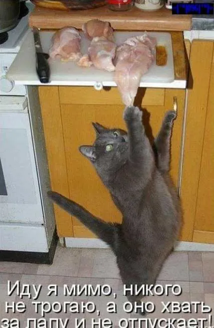 Тези смешни котки