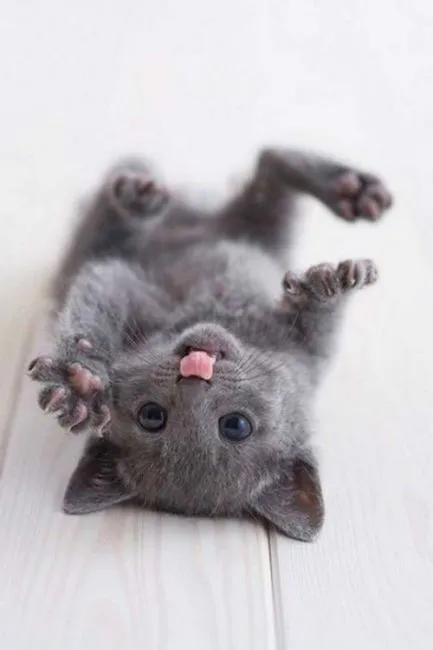 Тези смешни котки