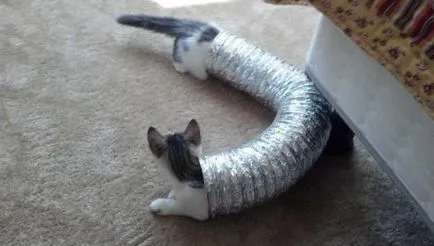 Тези смешни котки