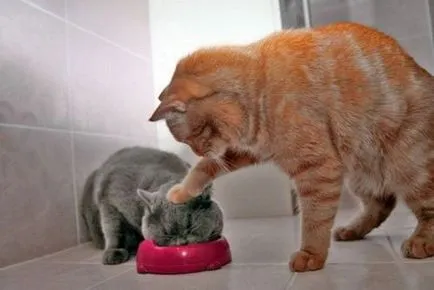 Тези смешни котки
