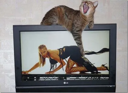 Тези смешни котки