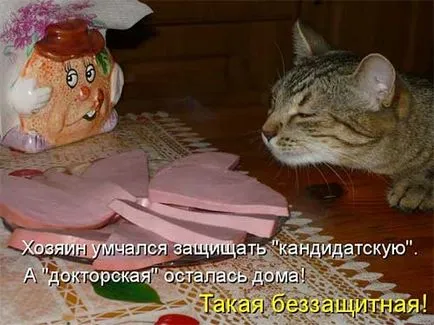 Тези смешни котки