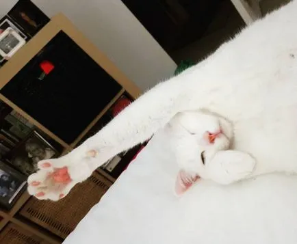 Тези смешни котки