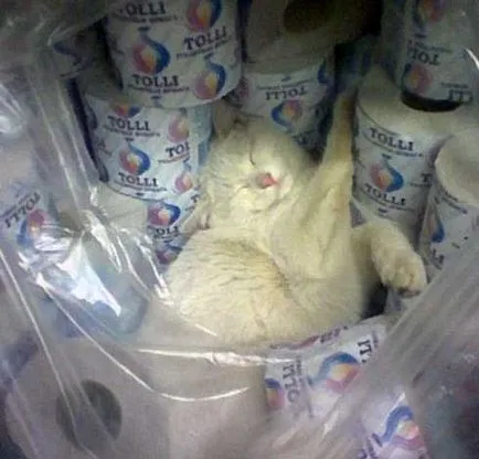 Тези смешни котки