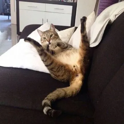 Тези смешни котки