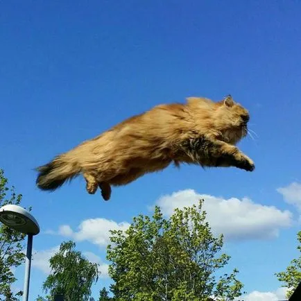 Тези смешни котки