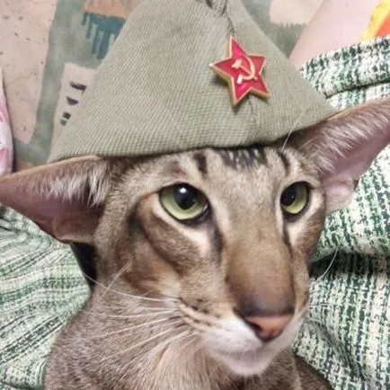 Тези смешни котки