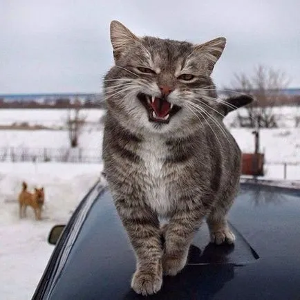 Тези смешни котки