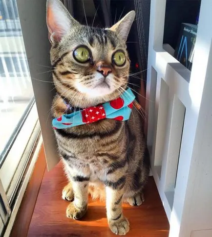 Тези смешни котки