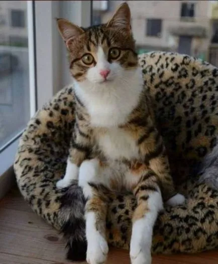 Тези смешни котки