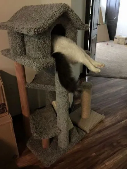 Тези смешни котки