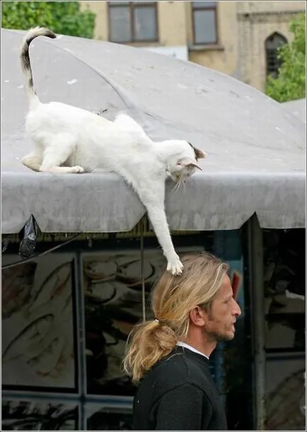 Тези смешни котки