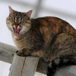 Без като котки