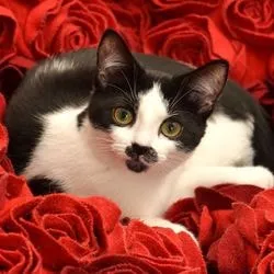 Без като котки