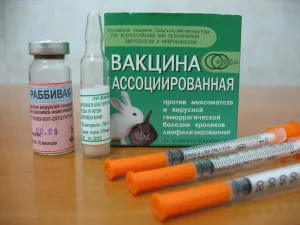 Как да се грижим за декоративен заек