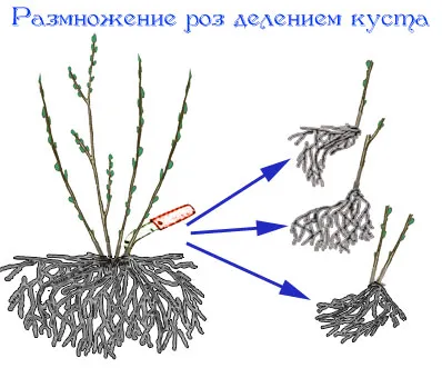Породите Rose