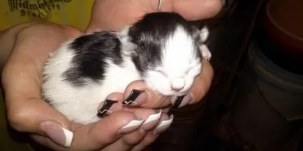 Котенца в сън, като видяха това, което