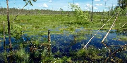 Тъй като аз бях удавяне в блато Тъй като аз бях удавяне в блато
