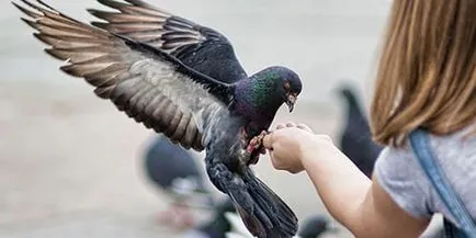 Както виждам птици