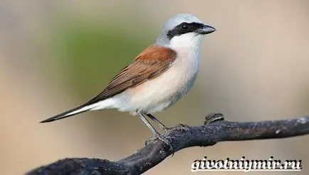 Какво е сврака