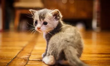 Котенца в сън, като видяха това, което Котенца в сън, като видяха това, което